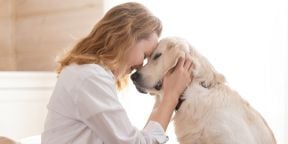 Metlife - Pet Insurance