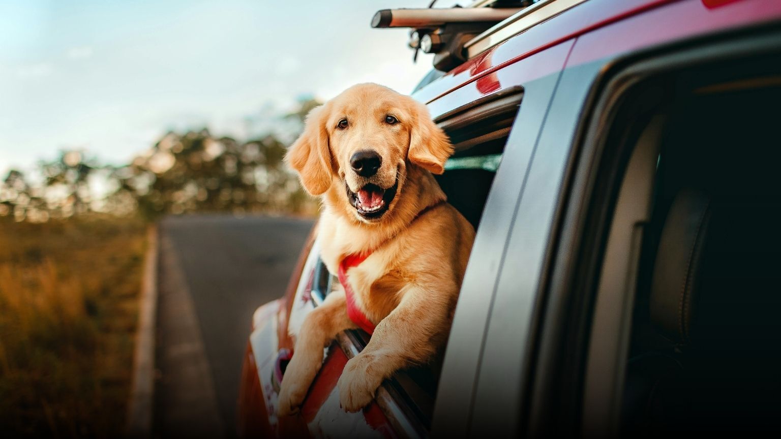 Car Conundrum: Should You Buy Out Your Lease?